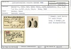 Karteikarte zum Syntyp von Quinqueloculina venusta Karrer, 1868